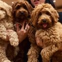 Red Toy Poodles for a good lovely and caring home-1