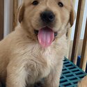 PURE GOLDEN RETRIEVER FOR SALE-1