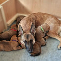 Male and female Belgian malinois puppies for lovely new homes -5