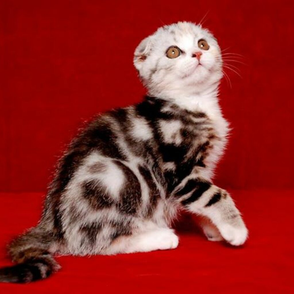 Scottish Fold Kittens Viber: +63-945-546-4913 Whatsapp:+973-3549-0108