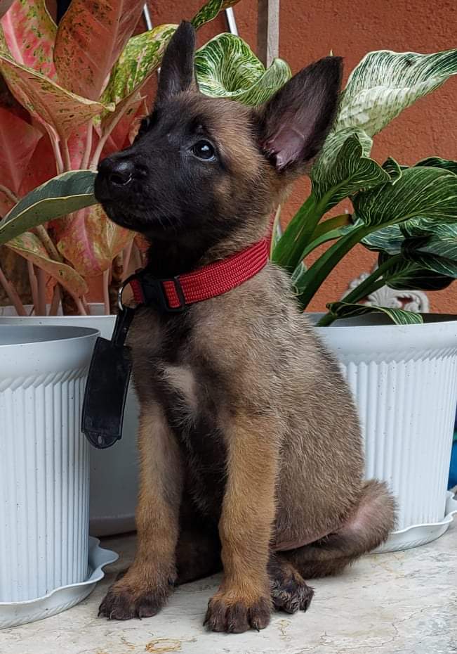 K9 Belgian Malinois