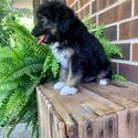 Aussie Doodle puppy-2