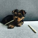 Female Yorkshire Terrier for sale-1