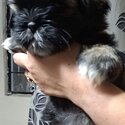 Shihtzu puppies sale-4