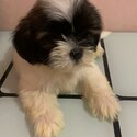 shih tzu-0