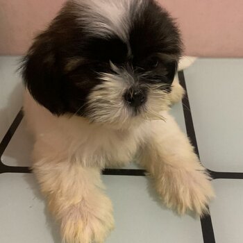 shih tzu