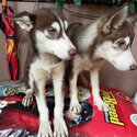 Siberian Husky for sale-2