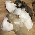 Shih Tzu Puppies-1