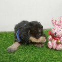 Tiny Toy Poodle For Sale-2