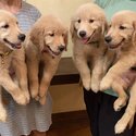 Golden Retriever champ line puppies for rehoming-0