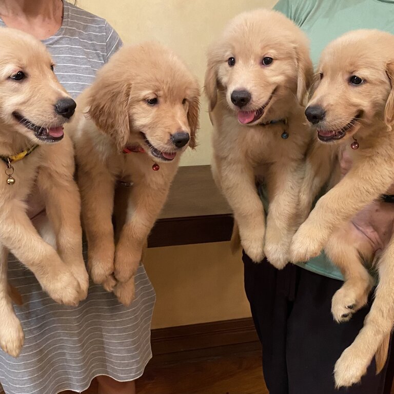 Golden Retriever champ line puppies for rehoming