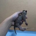 Bengal kittens for sale-0