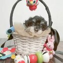 Tiny Toy Poodle For Sale-0