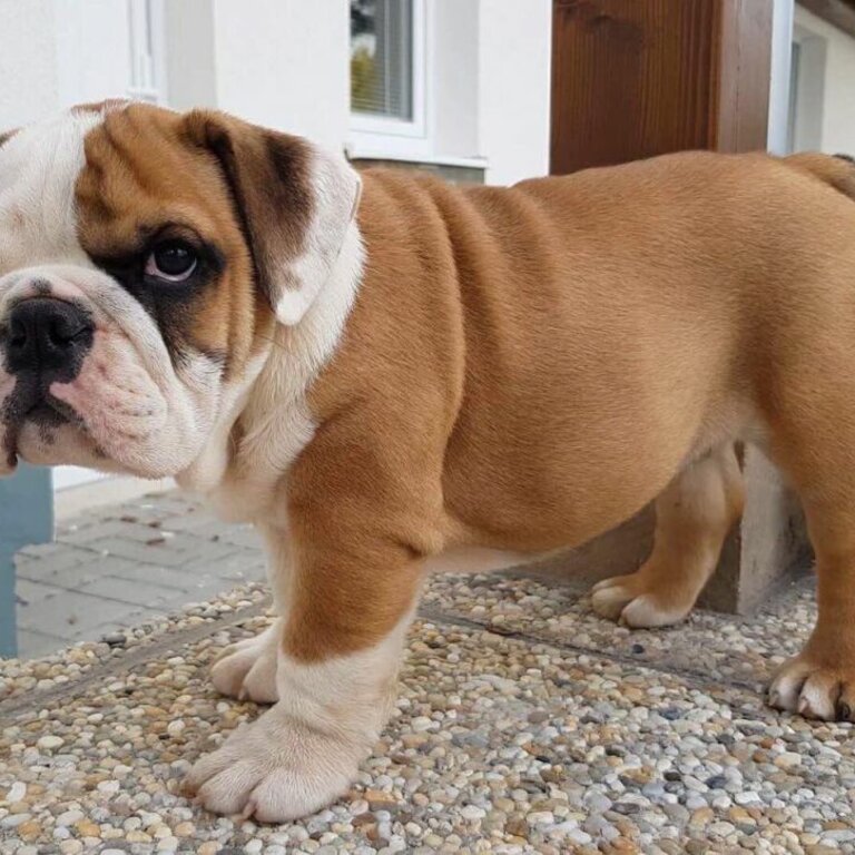 English bulldog puppy for adoption