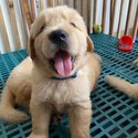 PURE GOLDEN RETRIEVER FOR SALE-2