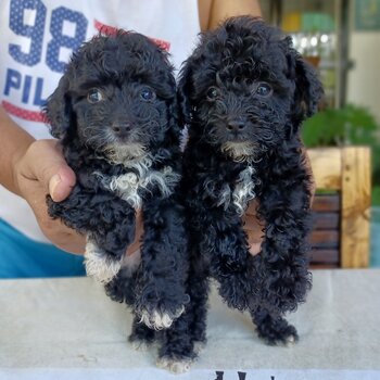 Pure Toy Poodle