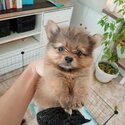 Pomeranian Shih Tzu Crossbreed-2