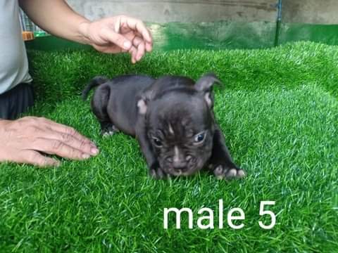 American micro exotic bully