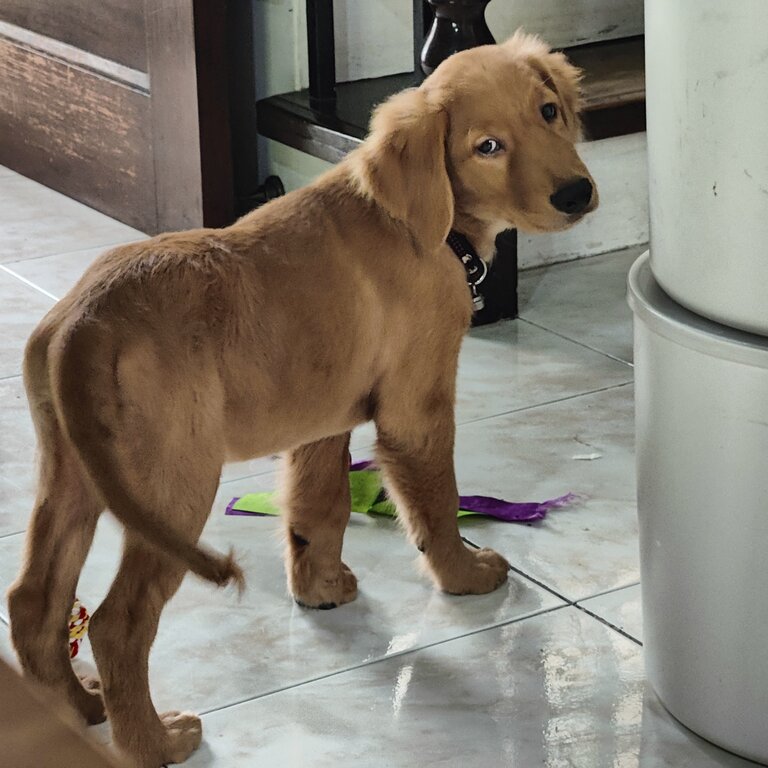 Golden Retriever puppy