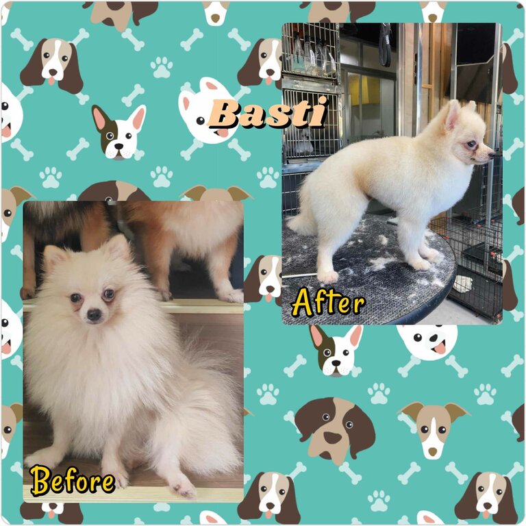 Pomeranians (Male, Bulacan)