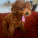  Both Toy and Teacup Poodle  puppies available for sale -3