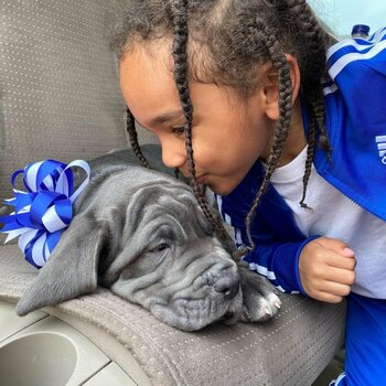 Well Trained Neapolitan Mastiff Puppies