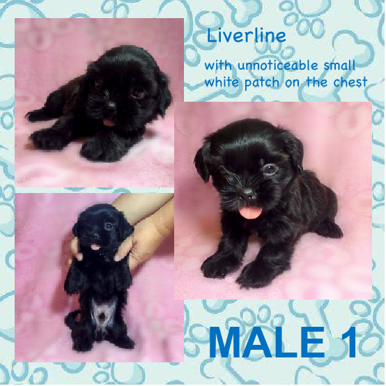 Liverline Shih Tzu Puppies for Sale