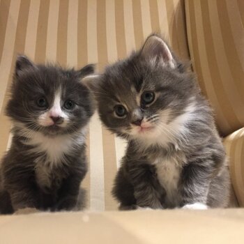 Lovely Maine Coon Kittens 