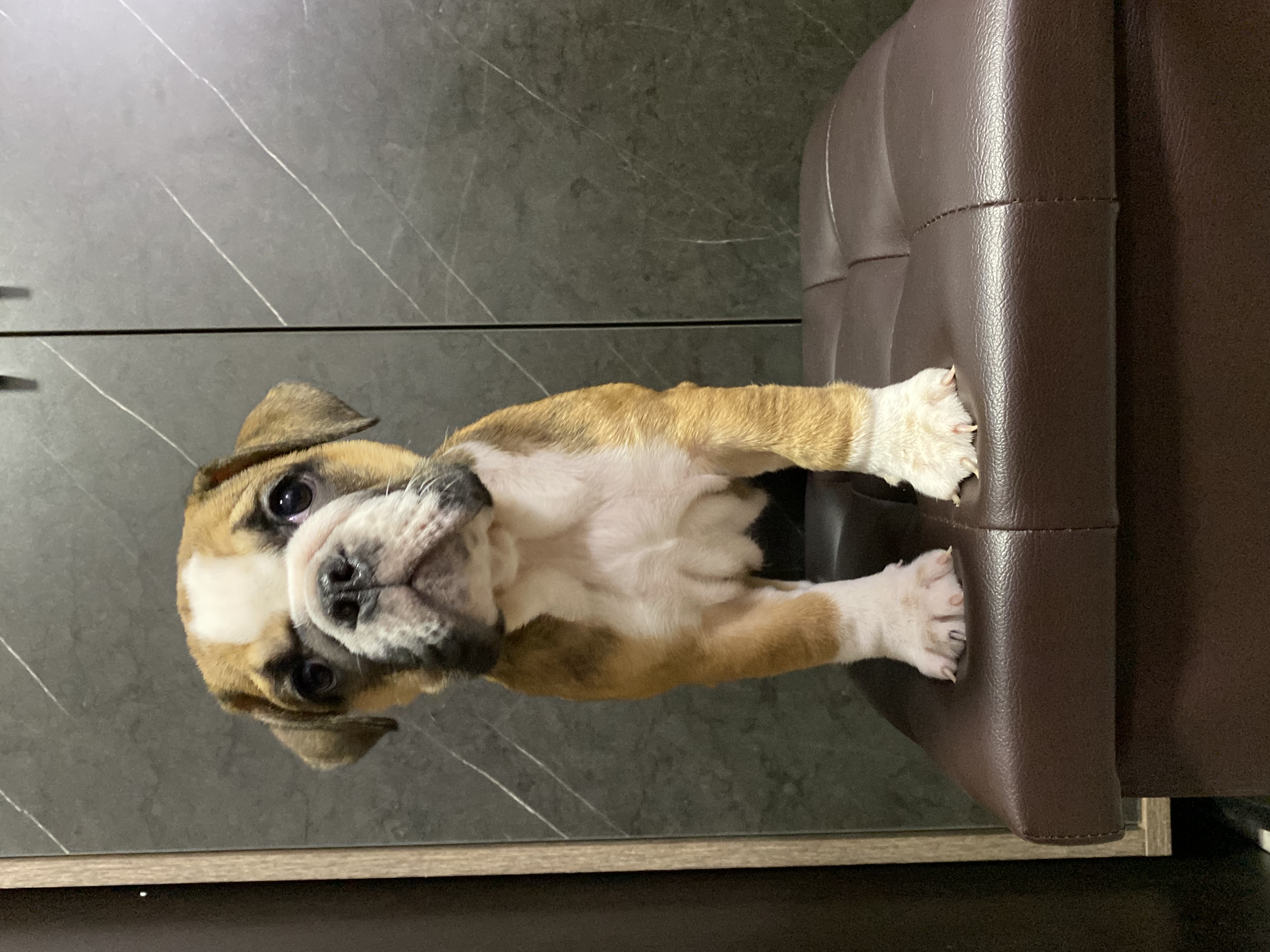 Pure English Bulldog Puppy Looking for Home | For Sale