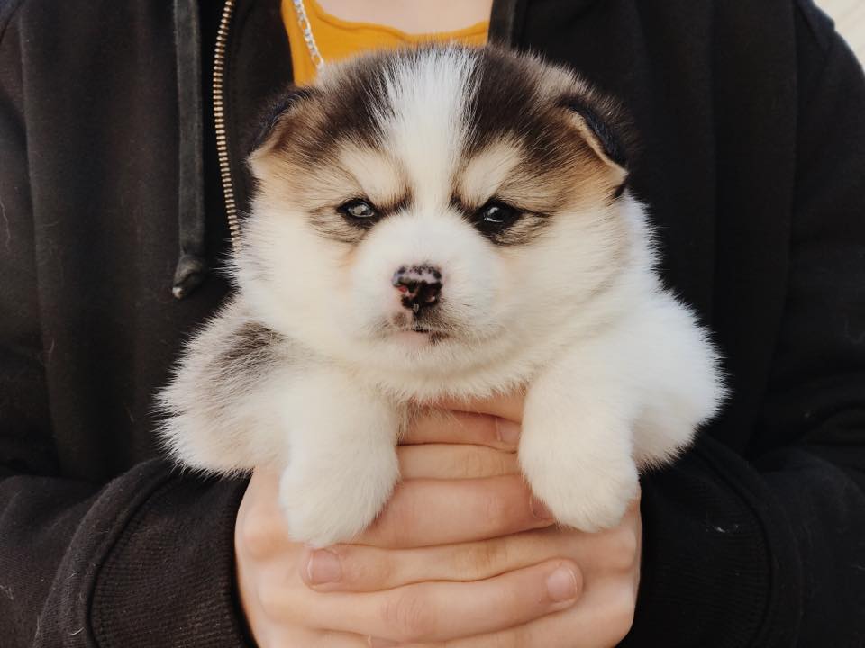 Husky pomsky puppy [Dog ]for  Adoption or sale metro manila philippine 