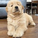 Golden retrievers puppies available-1