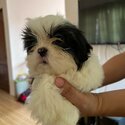 Male Shih Tzu-0