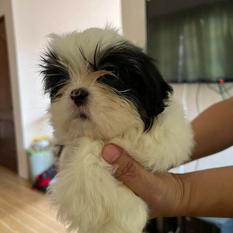 Male Shih Tzu