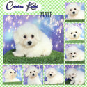 PureBreed Bichon Frise Champ Line-1