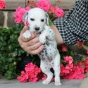 Dalmatian Puppies-0