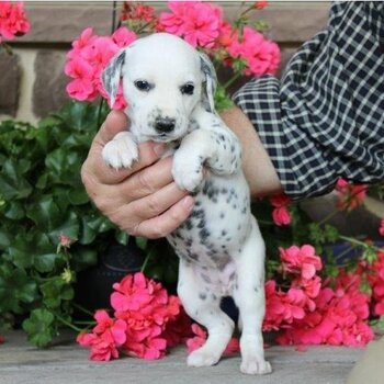 Dalmatian Puppies