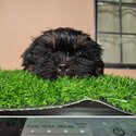 Shih Tzu for sale-4