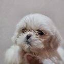 Shih Tzu Female-1