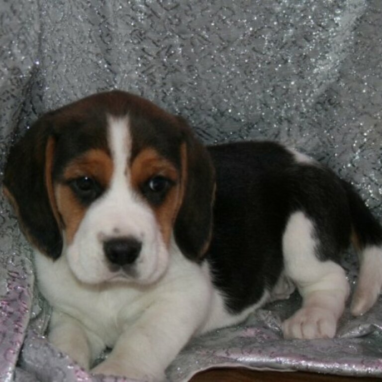 Cute and lovely male and female Beagle puppies,