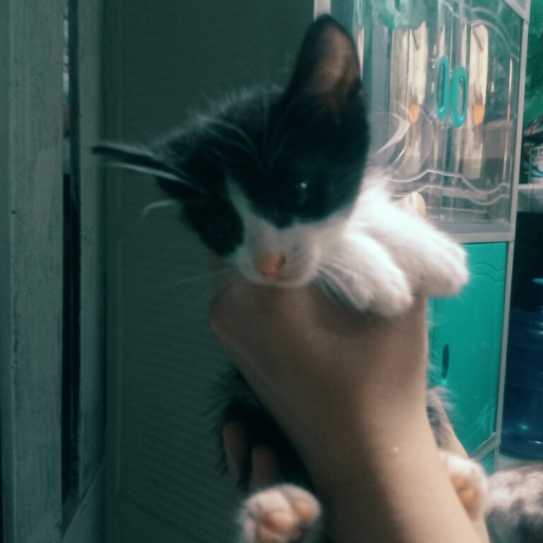 Siamese and Persian-Siamese kittens