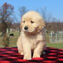 Golden Retriever Puppies-1