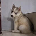 Purebreed siberian husky -3