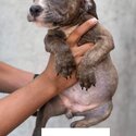 Pure American Bully-5