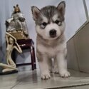 Purebreed Siberian Husky puppies -3