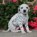 Dalmatian Puppies-1