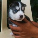 Siberian Husky Puppies-3