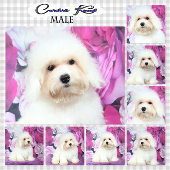 Bichon Frise Champ Line Male