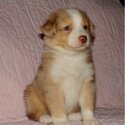 Australian Shepherd Puppies.-0