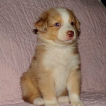 Australian Shepherd Puppies.