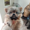 Pomeranian Shih Tzu Crossbreed-3